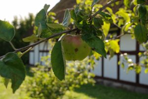 Æblemost på Glud Museum